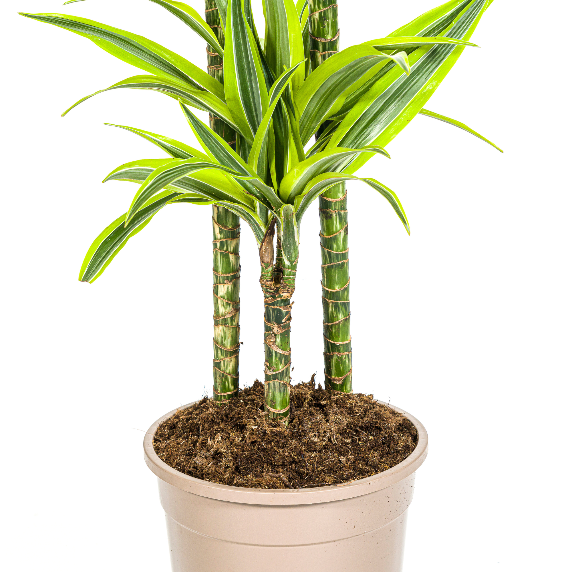 Dracaena Deremensis Lemon Lime mit Korb Ø24cm - ↕130 - 150cm