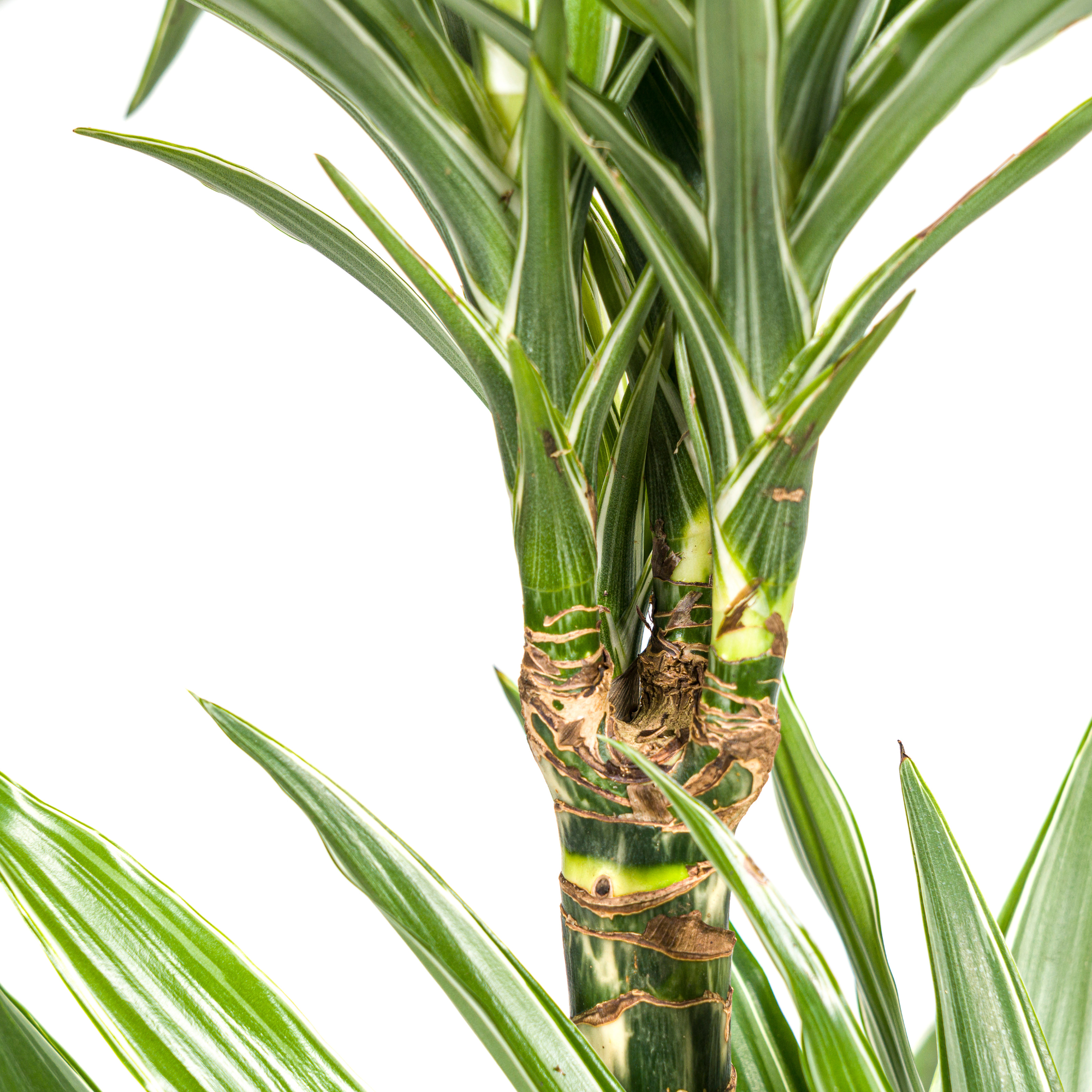 Dracaena Deremensis White Stripe Ø19cm - ↕70 - 90cm