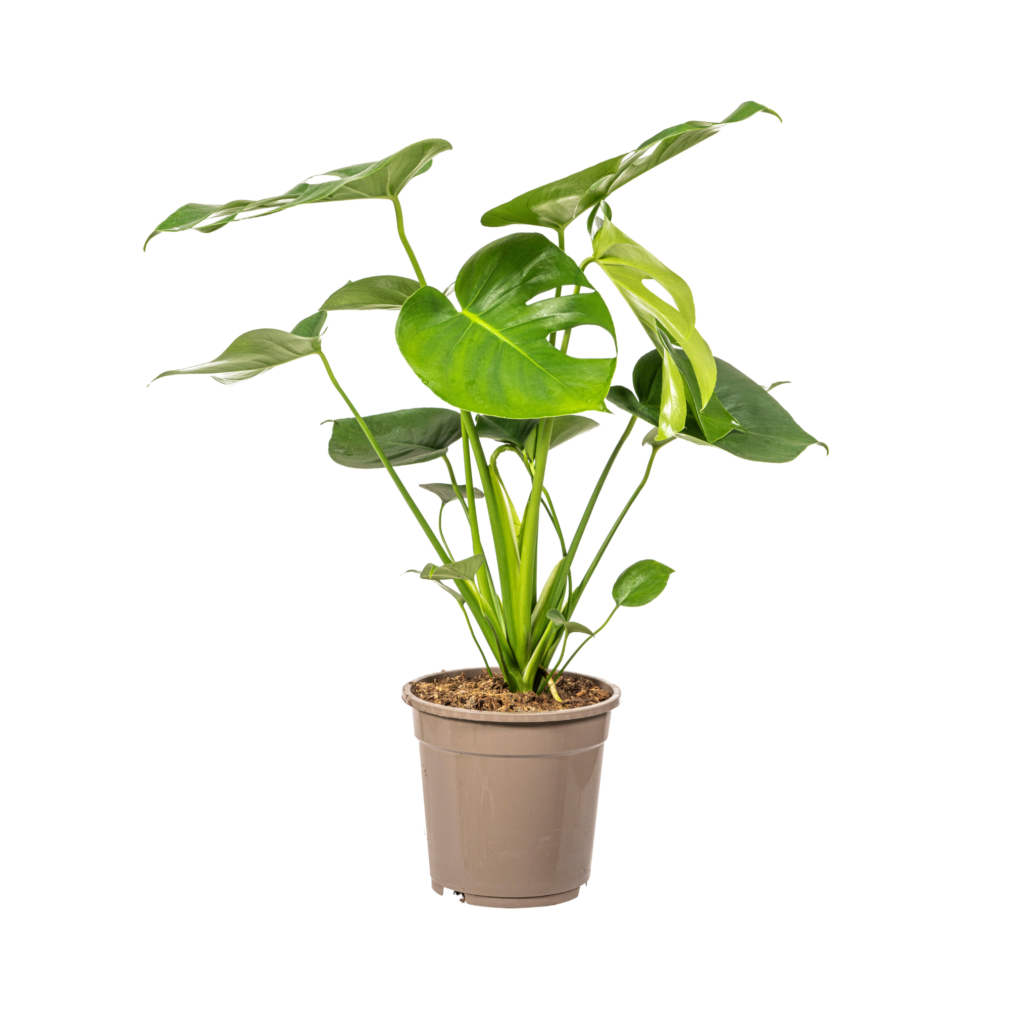 Monstera Deliciosa Tauerii Ø19cm - ↕70 - 90cm