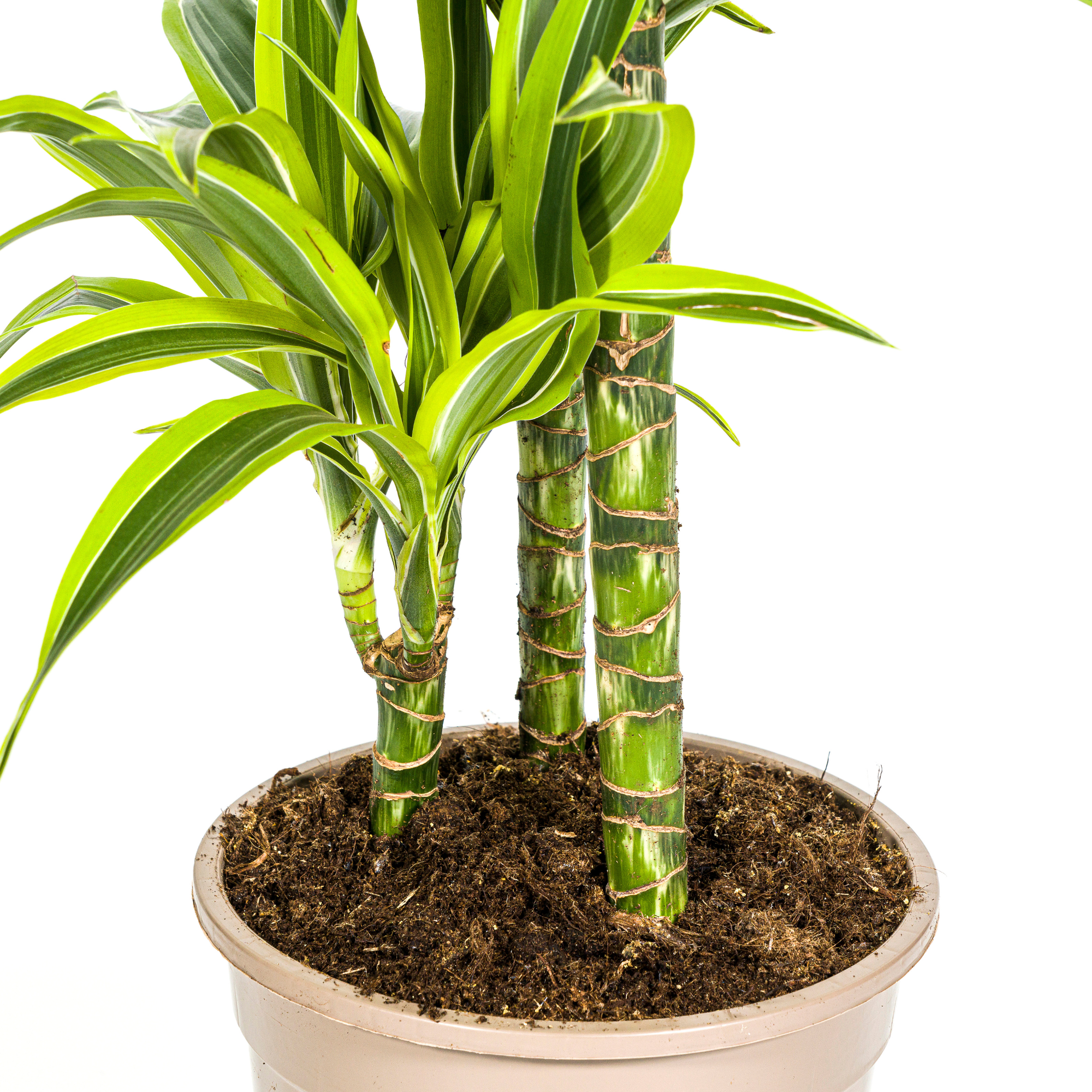 Dracaena Deremensis Lemon Lime mit Korb Ø21cm - ↕90 - 110cm