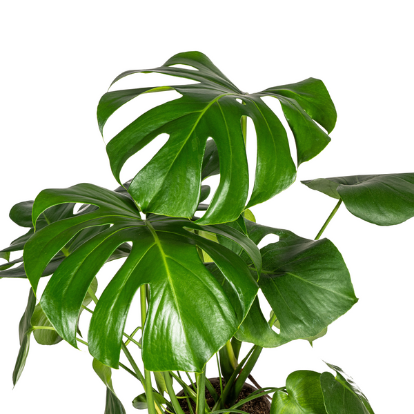 Monstera Deliciosa Tauerii z koszem Ø21cm - ↕70 - 90cm