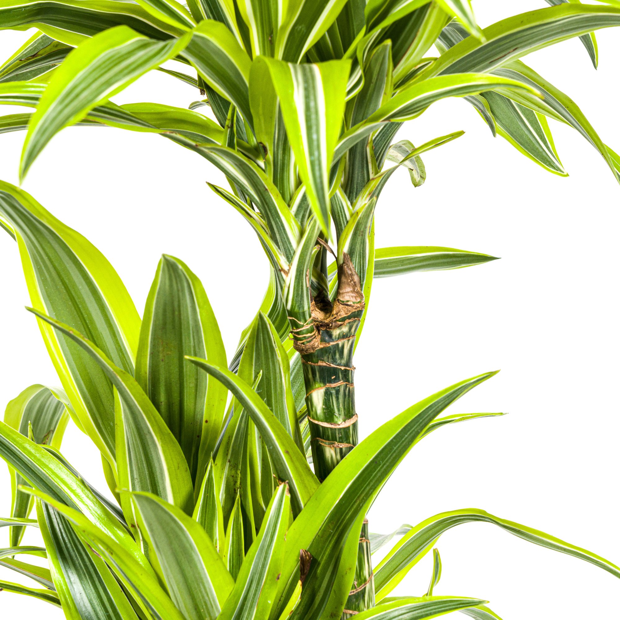 Dracaena Deremensis Lemon Lime mit Korb Ø24cm - ↕130 - 150cm