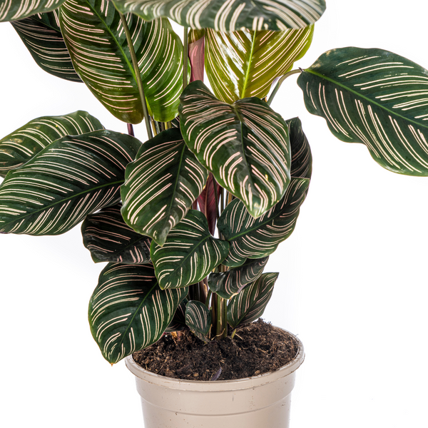 Pasiasta maranta koszykowa (Calathea Ornata Sanderiana)
