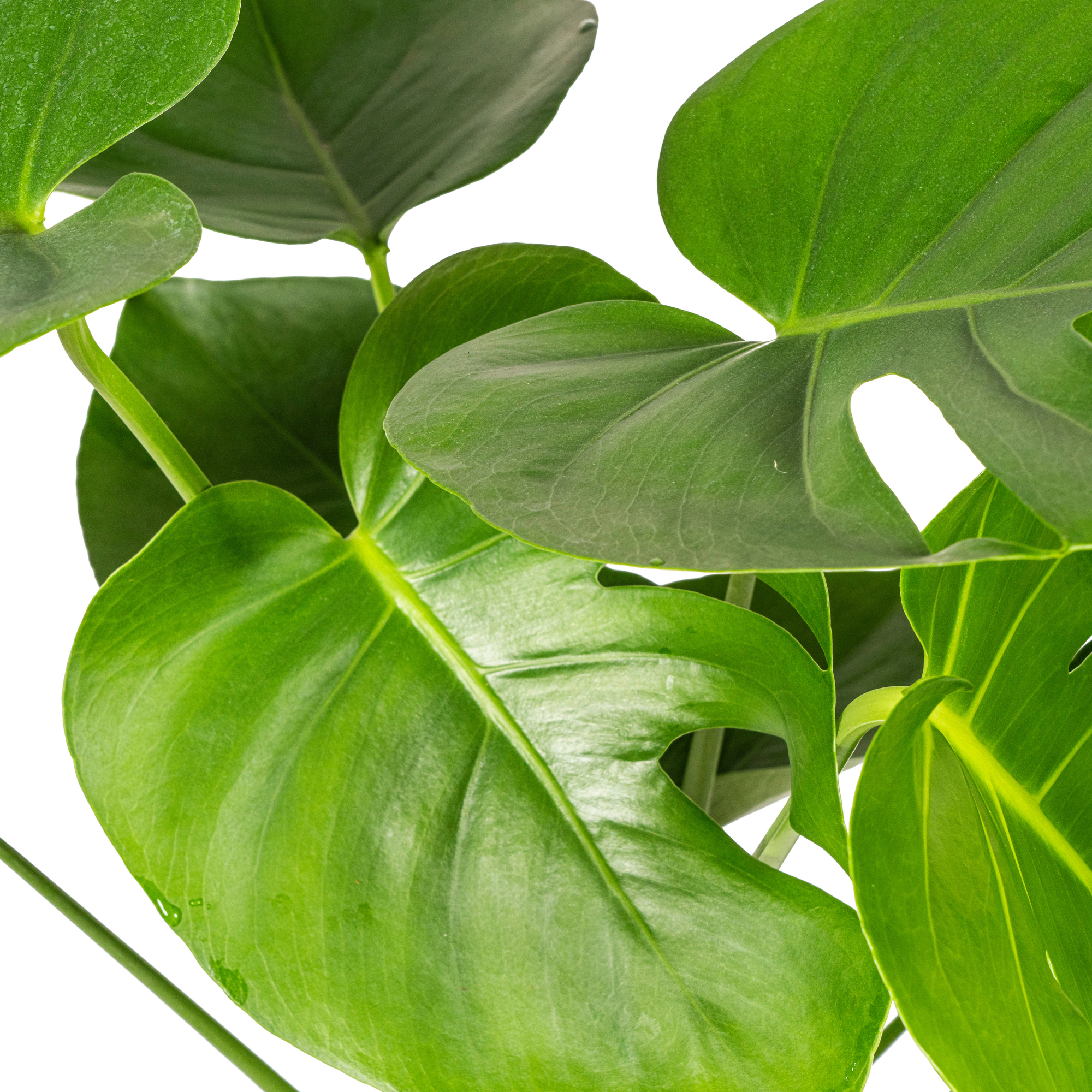 Monstera Deliciosa Tauerii Ø19cm - ↕70 - 90cm