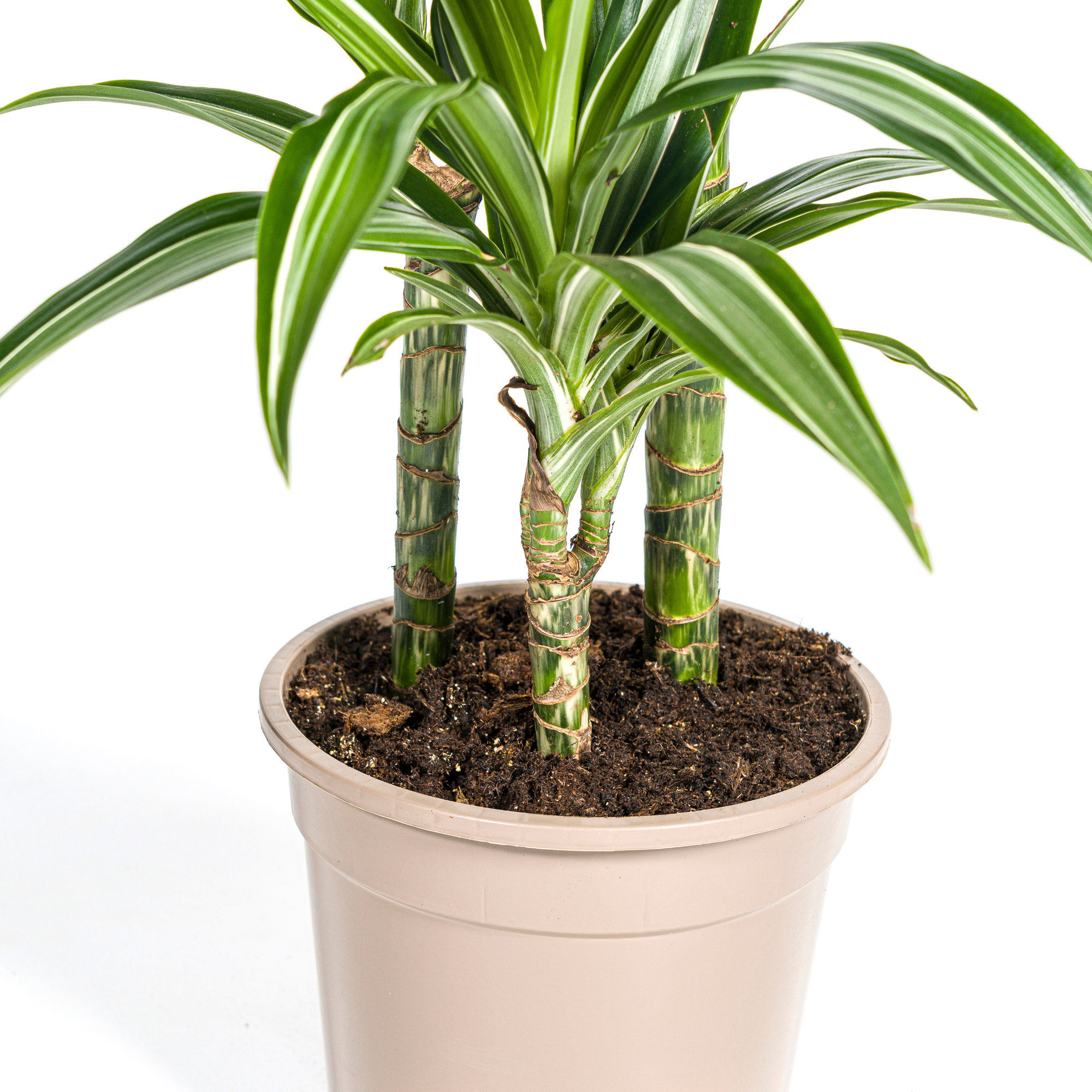 Dracaena Deremensis White Stripe mit Korb Ø21cm - ↕90 - 110cm