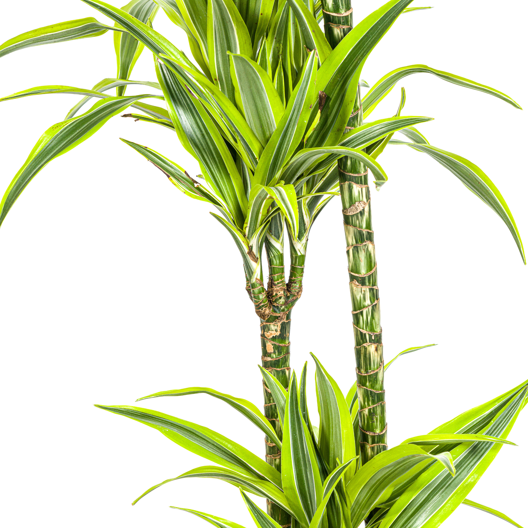 Dracaena Deremensis Lemon Lime mit Korb Ø24cm - ↕130 - 150cm