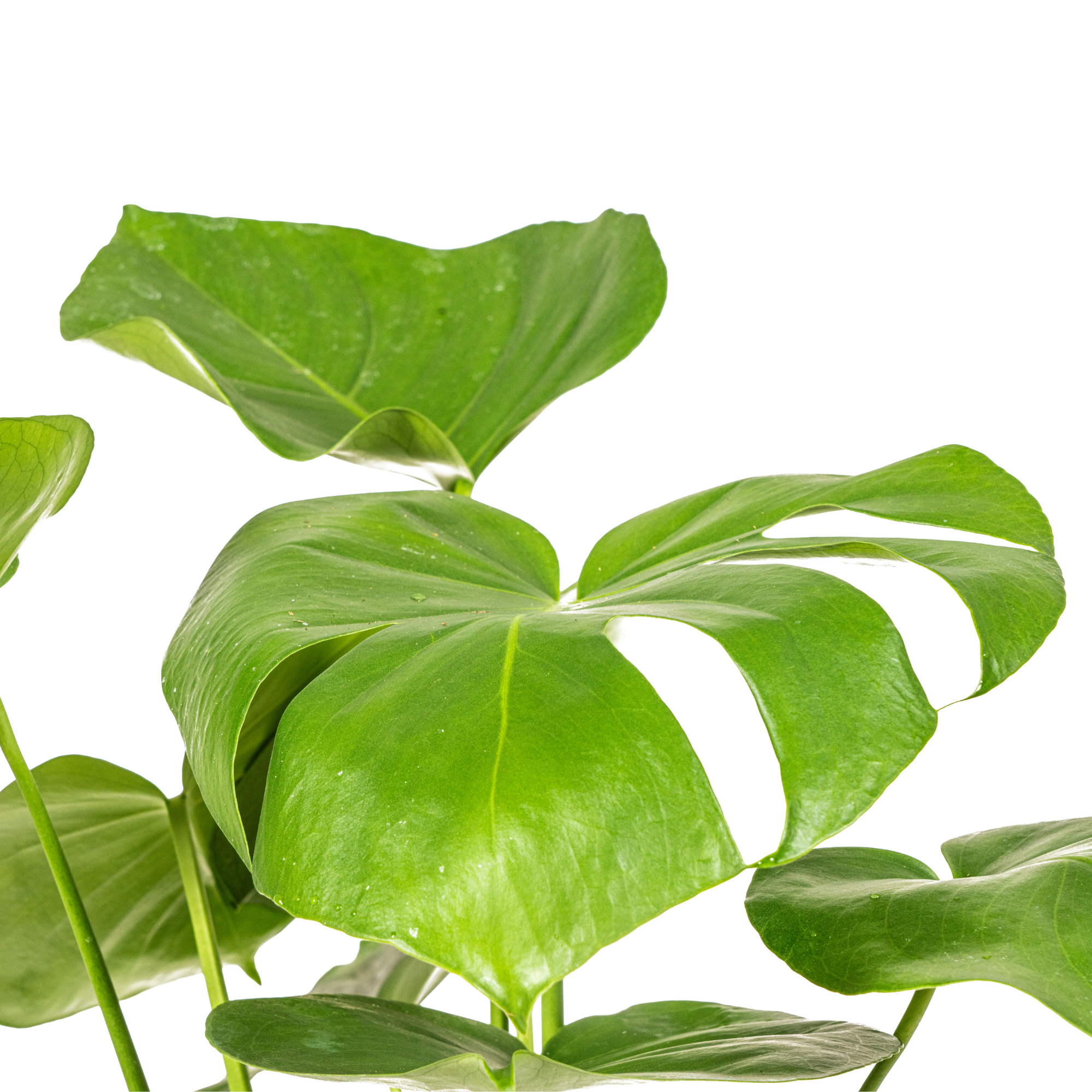 Monstera Deliciosa Tauerii Ø17cm - ↕50 - 70cm