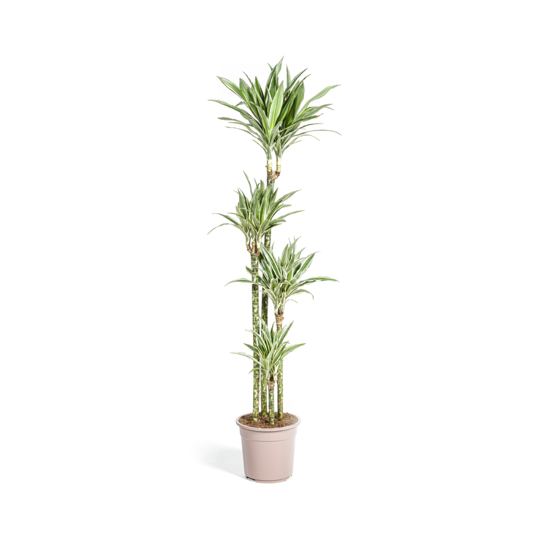drachenbaum eigenschaften Weißgestreifter Drachenbaum (Dracaena Deremensis White Stripe)