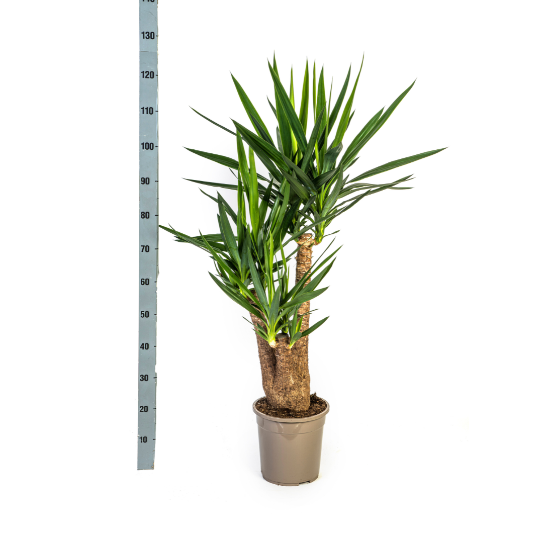 Yucca Elephantipes Verzweigt mit Korb Ø24cm - ↕80-100cm