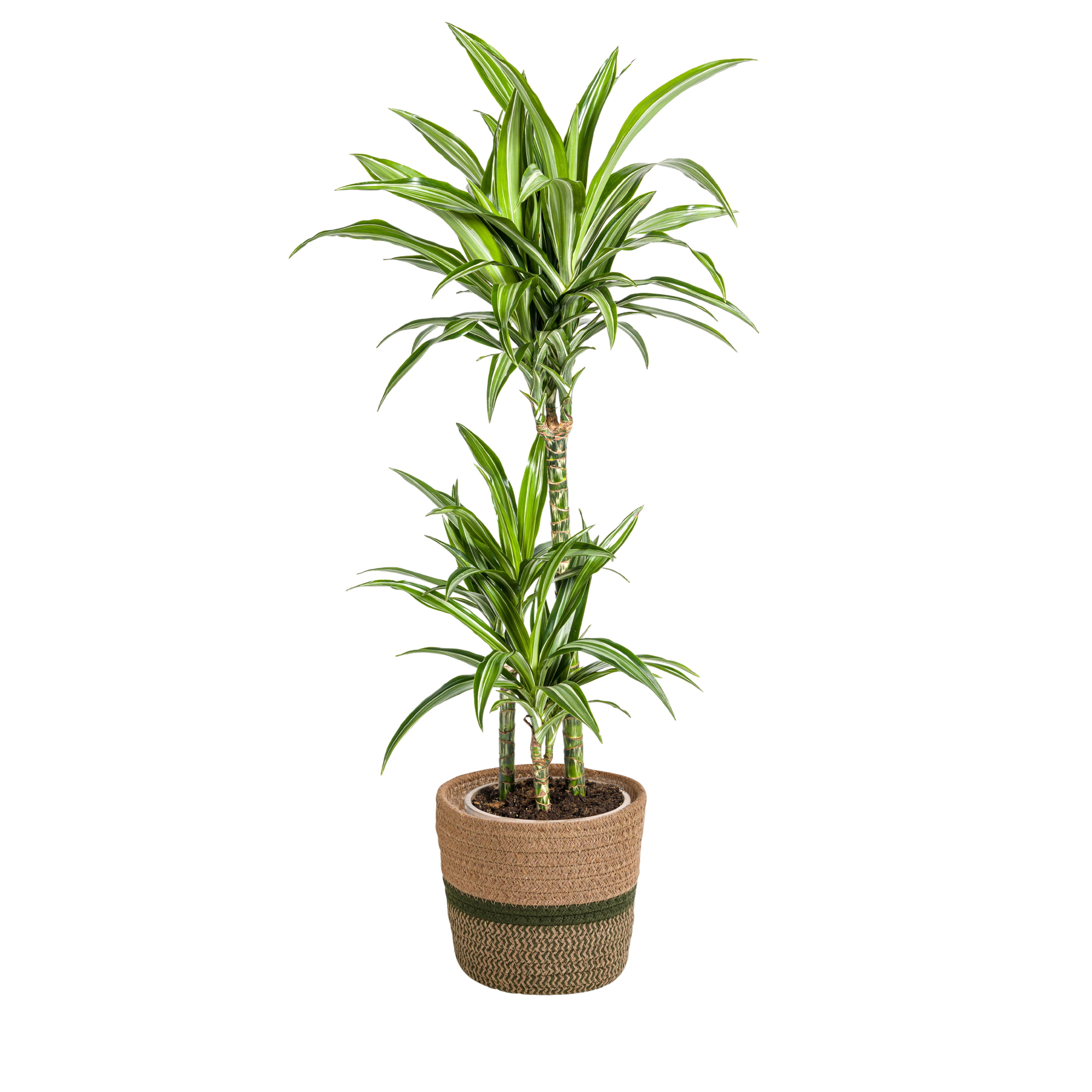 Dracaena Deremensis White Stripe mit Korb Ø21cm - ↕90 - 110cm