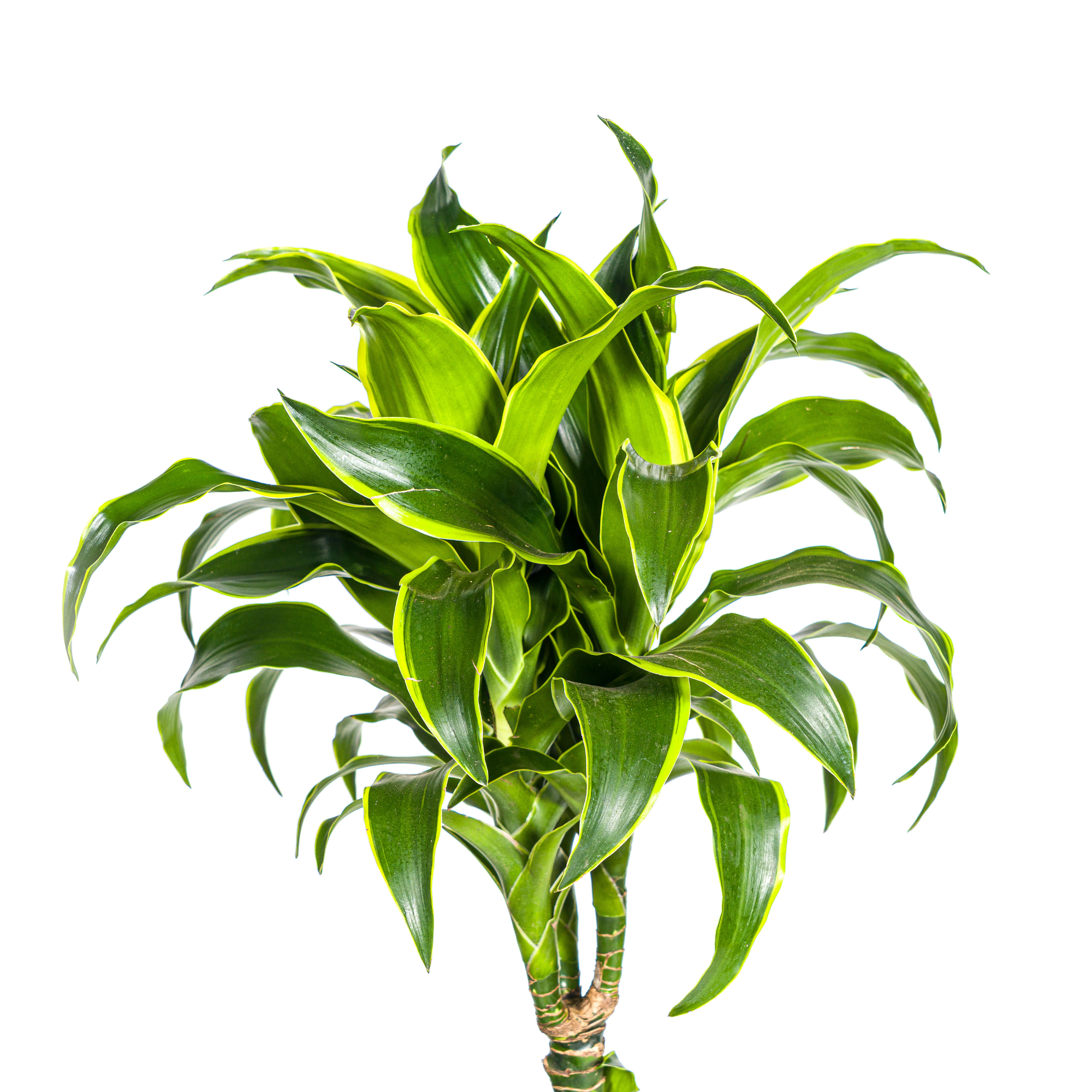 Dracaena Deremensis Dorado mit Korb Ø24cm - ↕120 - 140cm