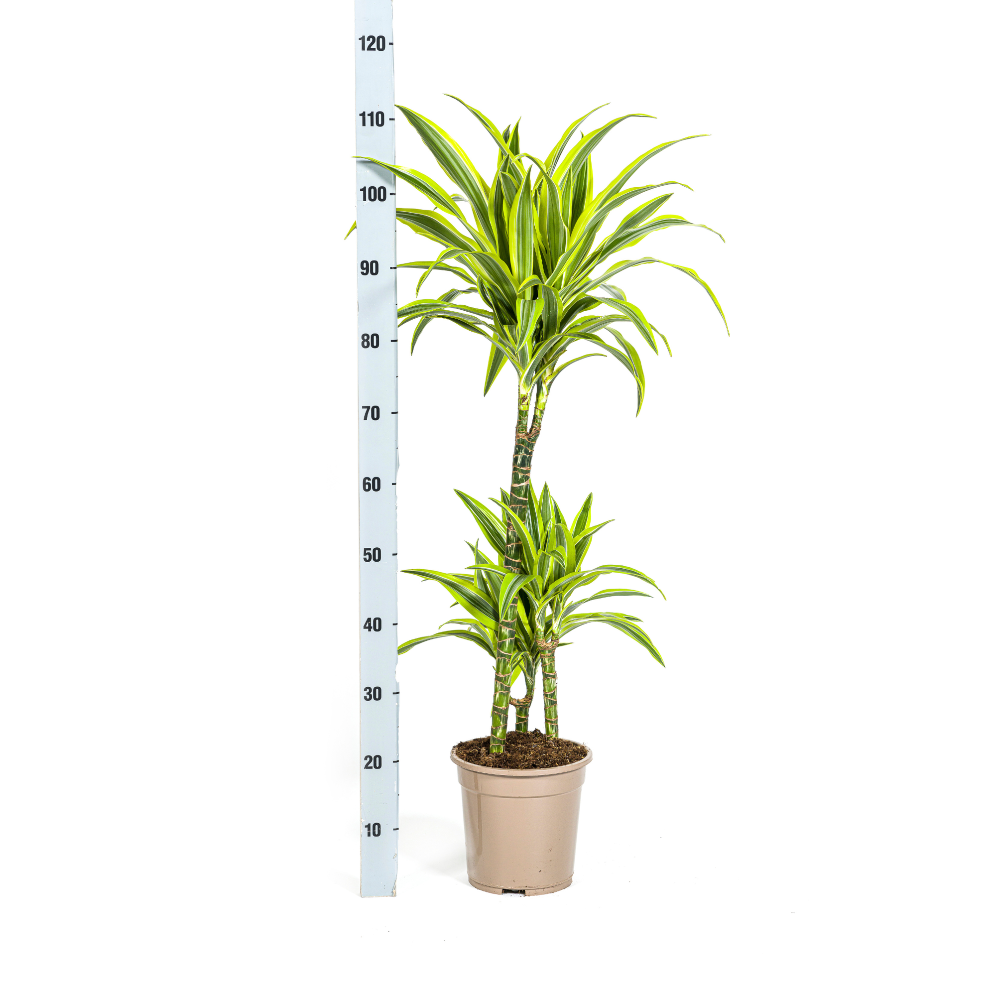 Dracaena Deremensis Lemon Lime mit Korb Ø21cm - ↕90 - 110cm