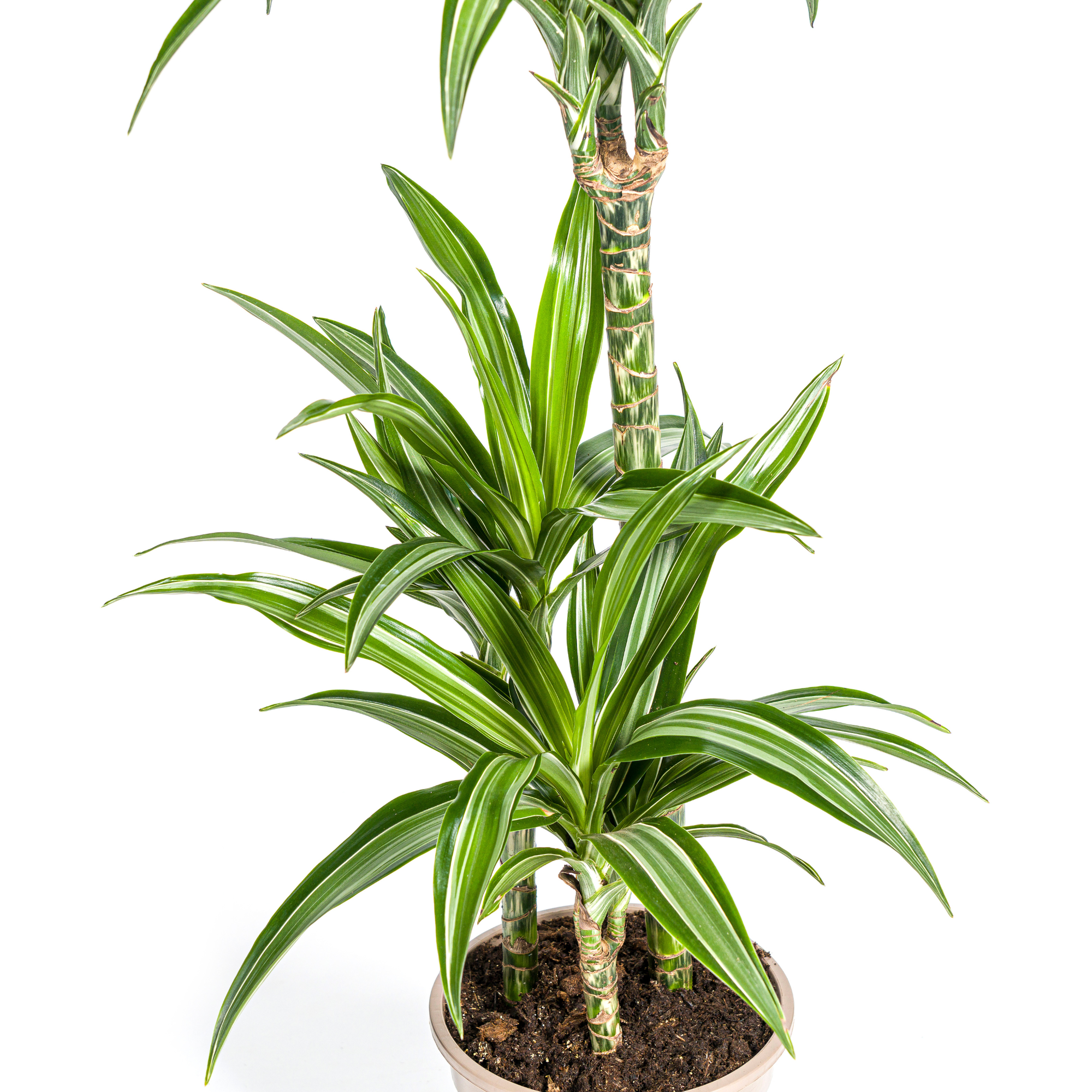 Dracaena Deremensis White Stripe mit Korb Ø21cm - ↕90 - 110cm