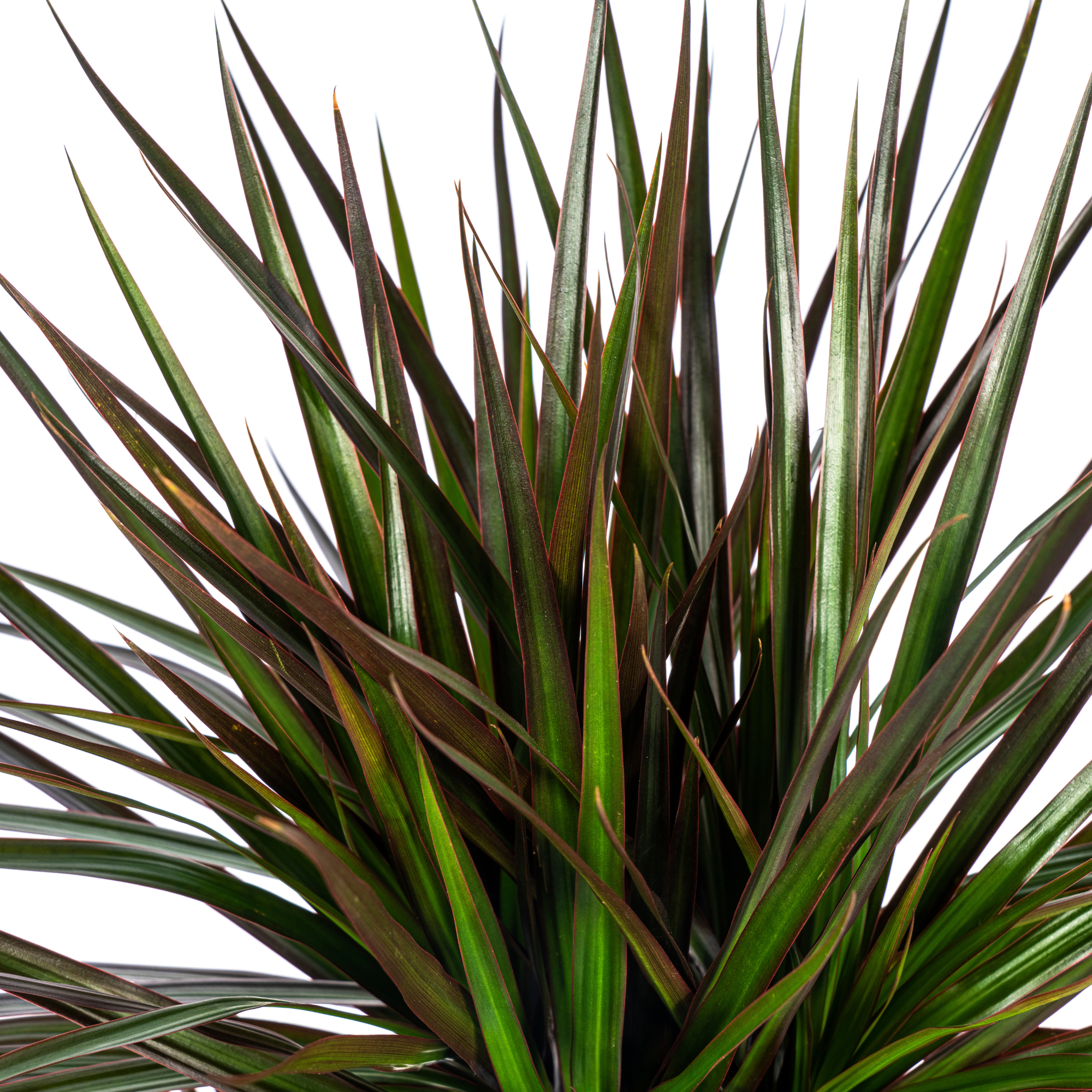 Dracaena Marginata Magenta mit Korb Ø24cm - ↕130 - 150cm