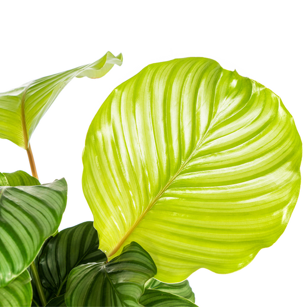 Rundblättrige Korbmarante (Calathea Orbifolia)