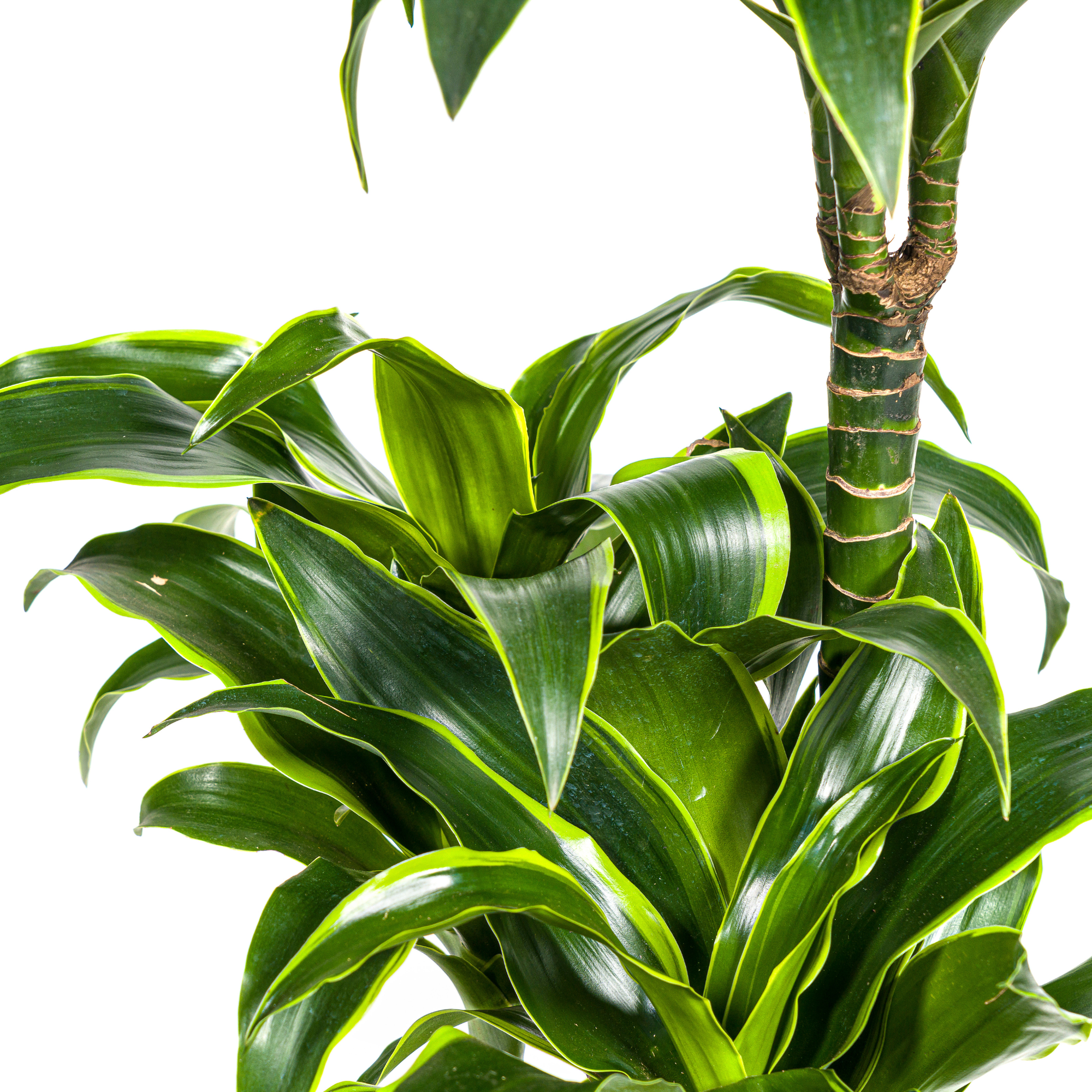 Dracaena Deremensis Dorado mit Korb Ø21cm - ↕100 - 120cm