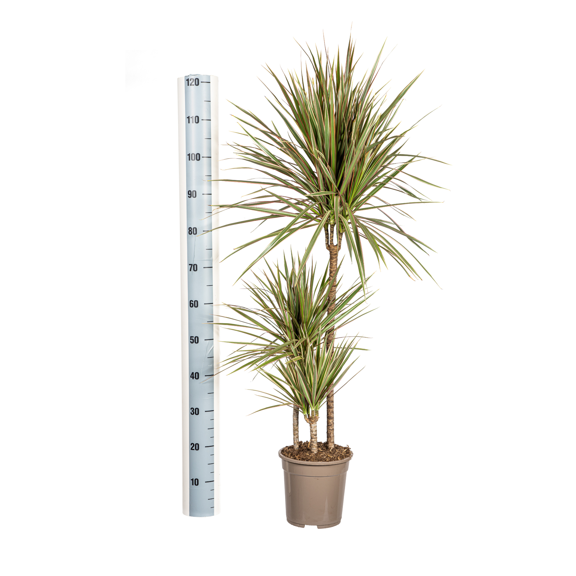 Dracaena Marginata Bicolor mit Korb Ø21cm - ↕110 - 130cm