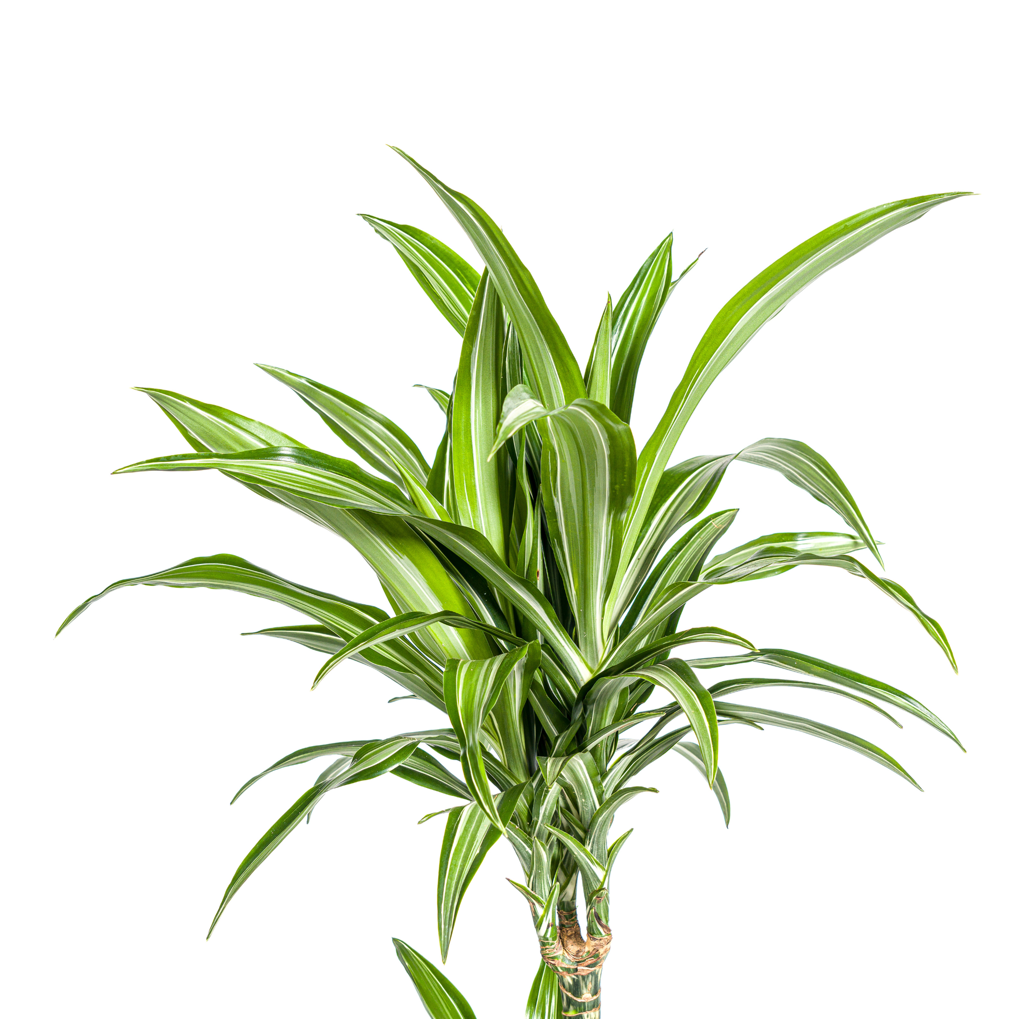Dracaena Deremensis White Stripe Ø21cm - ↕90 - 110cm