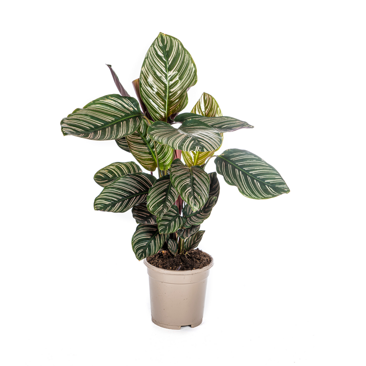 calathea sanderiana giftig Gestreifte Korbmarante (Calathea Ornata Sanderiana)
