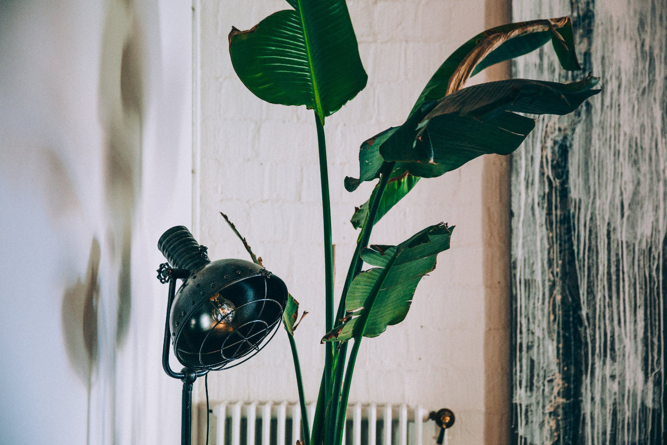 Richtige Beleuchtung einer Zimmerpflanze mit einer Lampe.