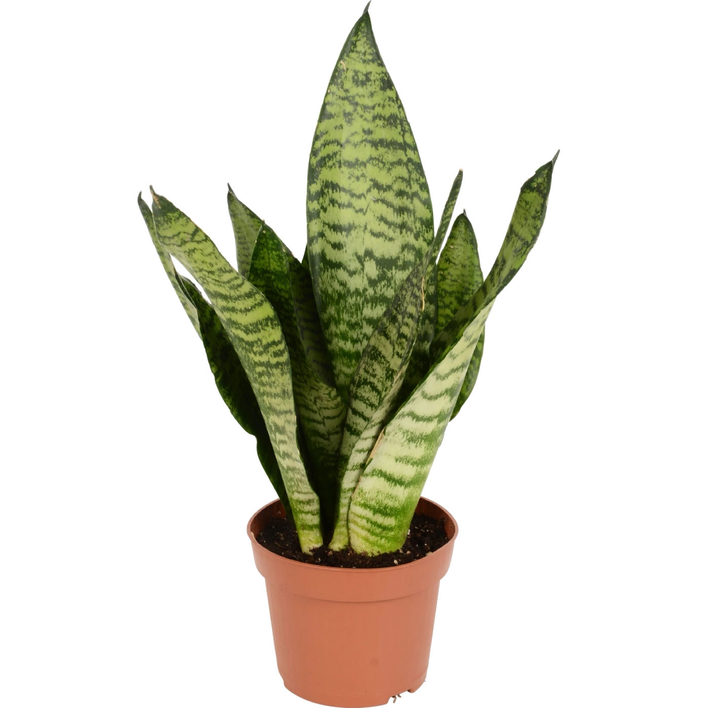 Arched hemp Sansevieria Laurentii