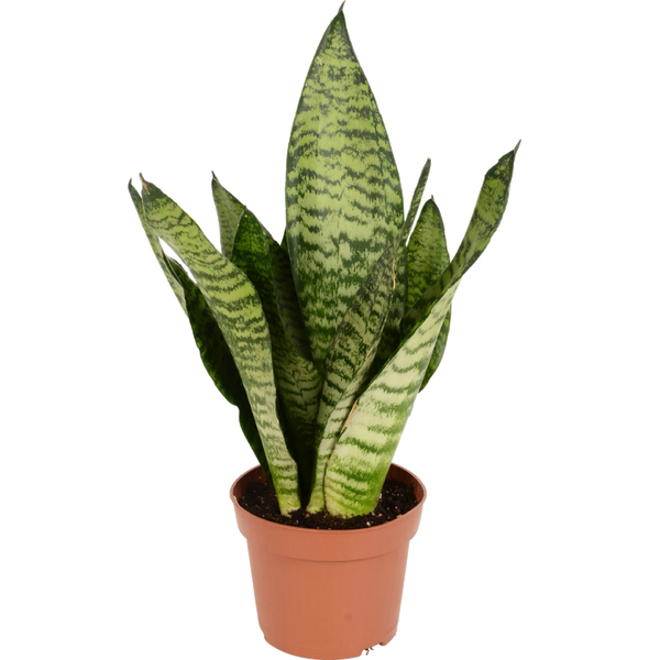 Bogenhanf (Sansevieria Zeylanica)
