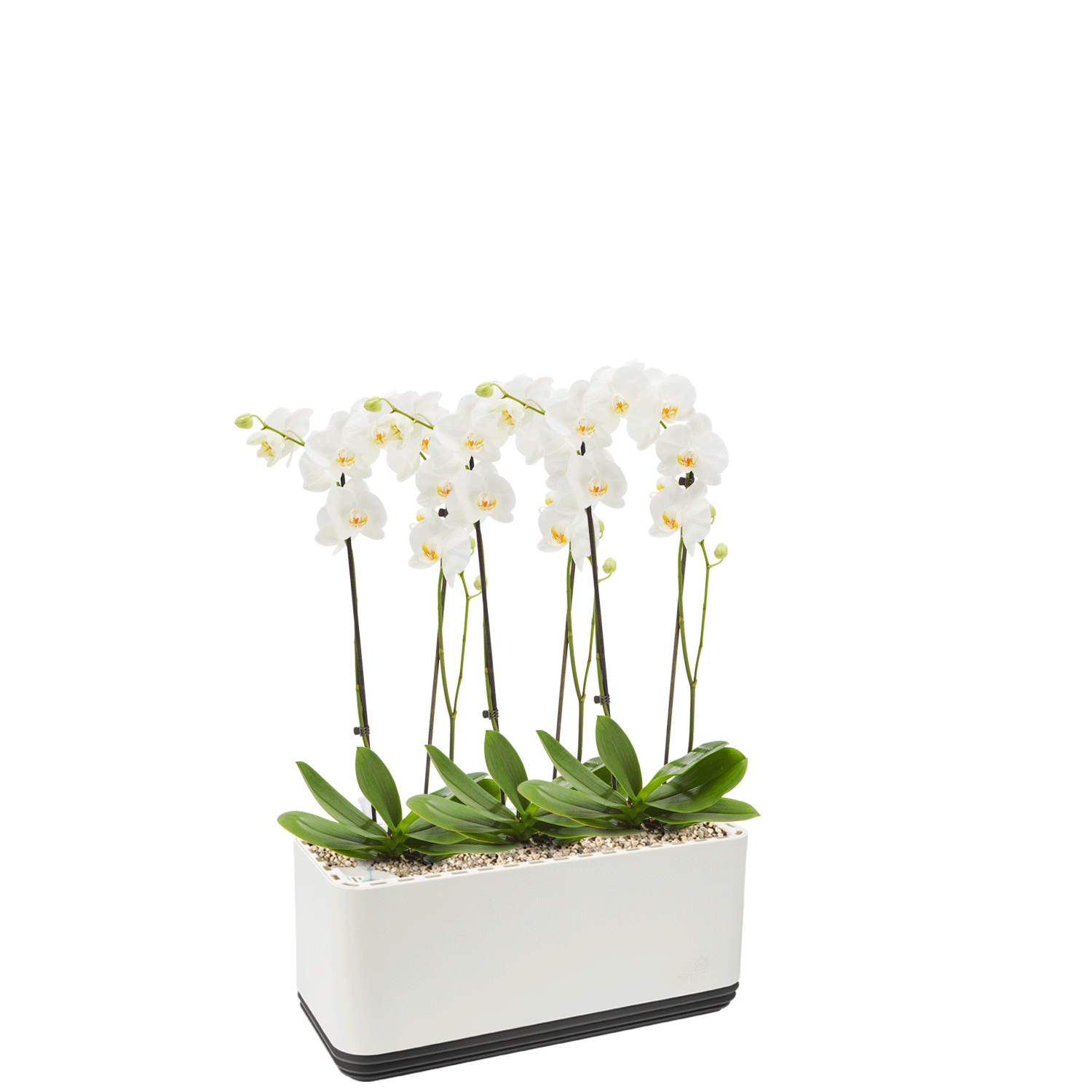 AIRY System L Orchidee