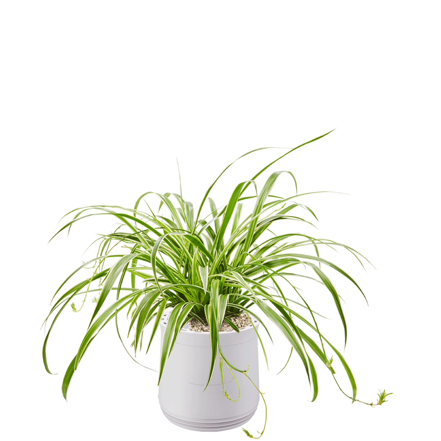 AIRY System M Spider Plant