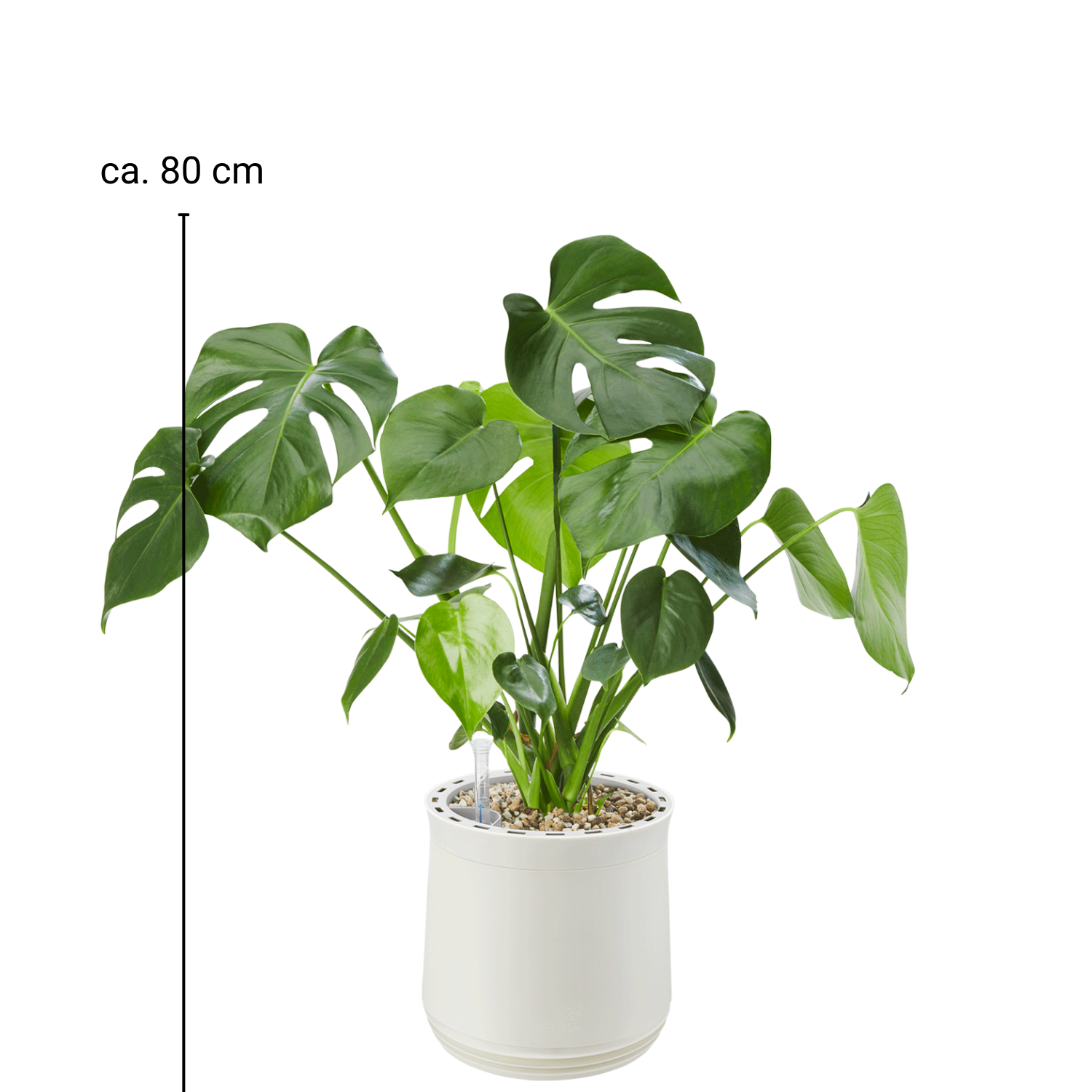 AIRY System M Monstera