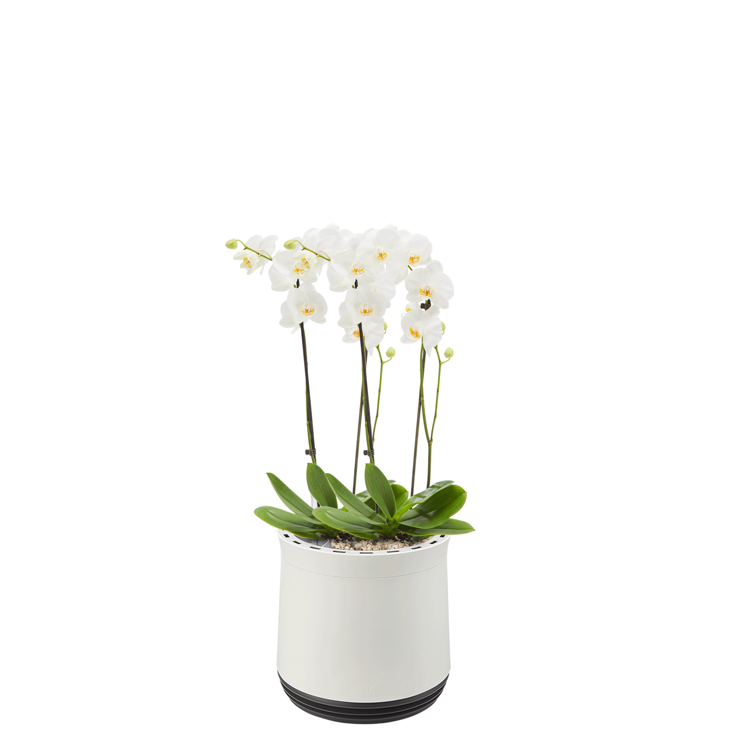 AIRY System M Orchid