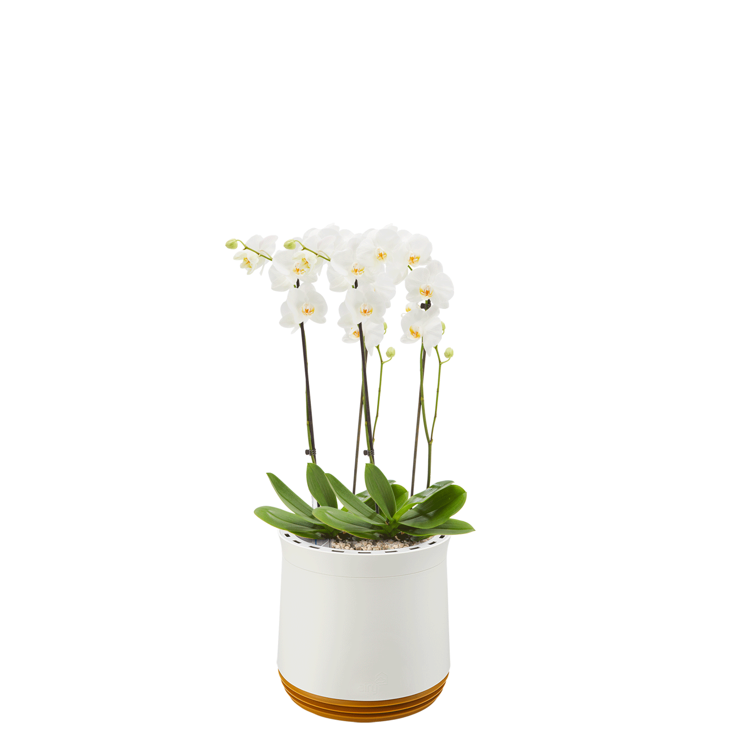 AIRY System M Orchidee