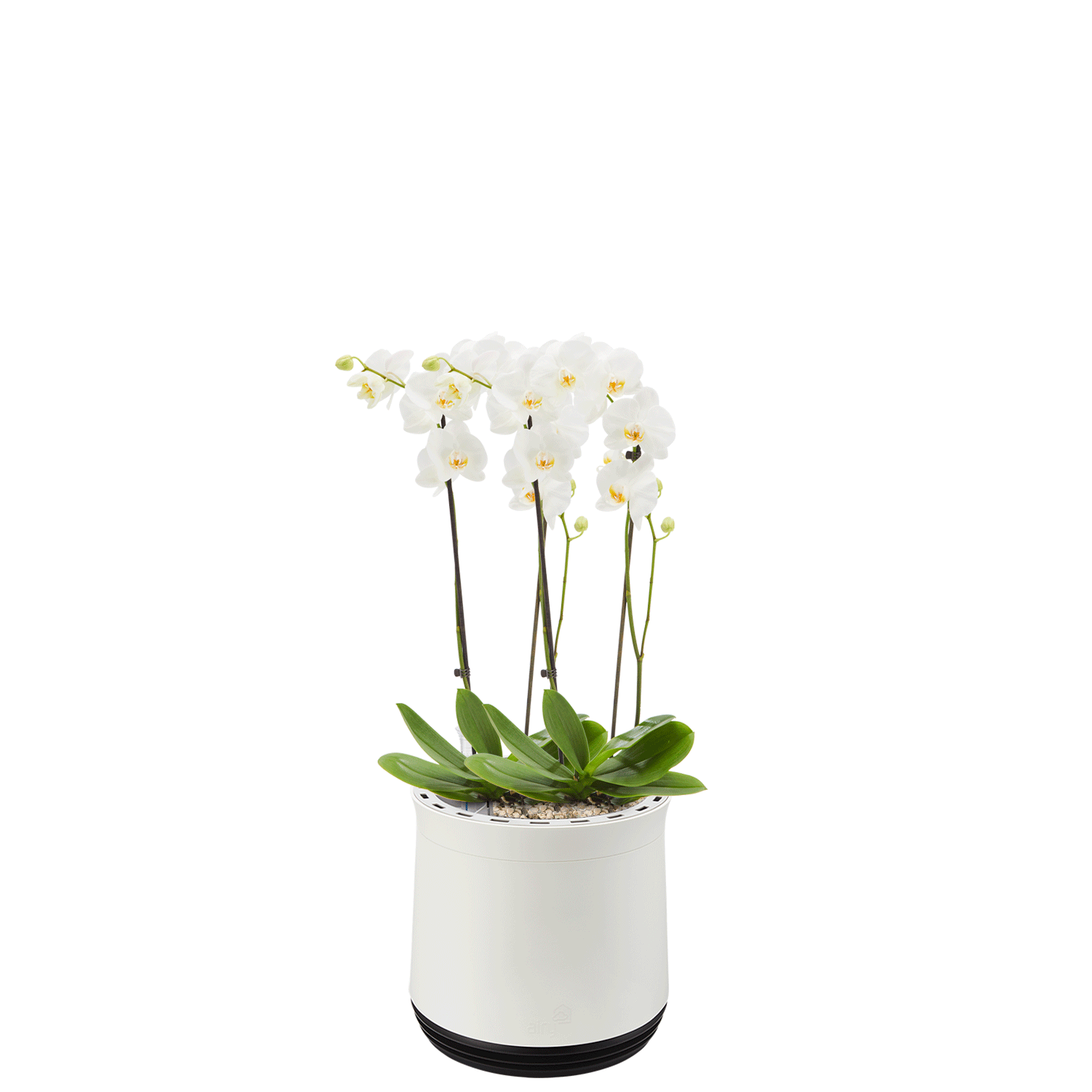 AIRY System M Orchid