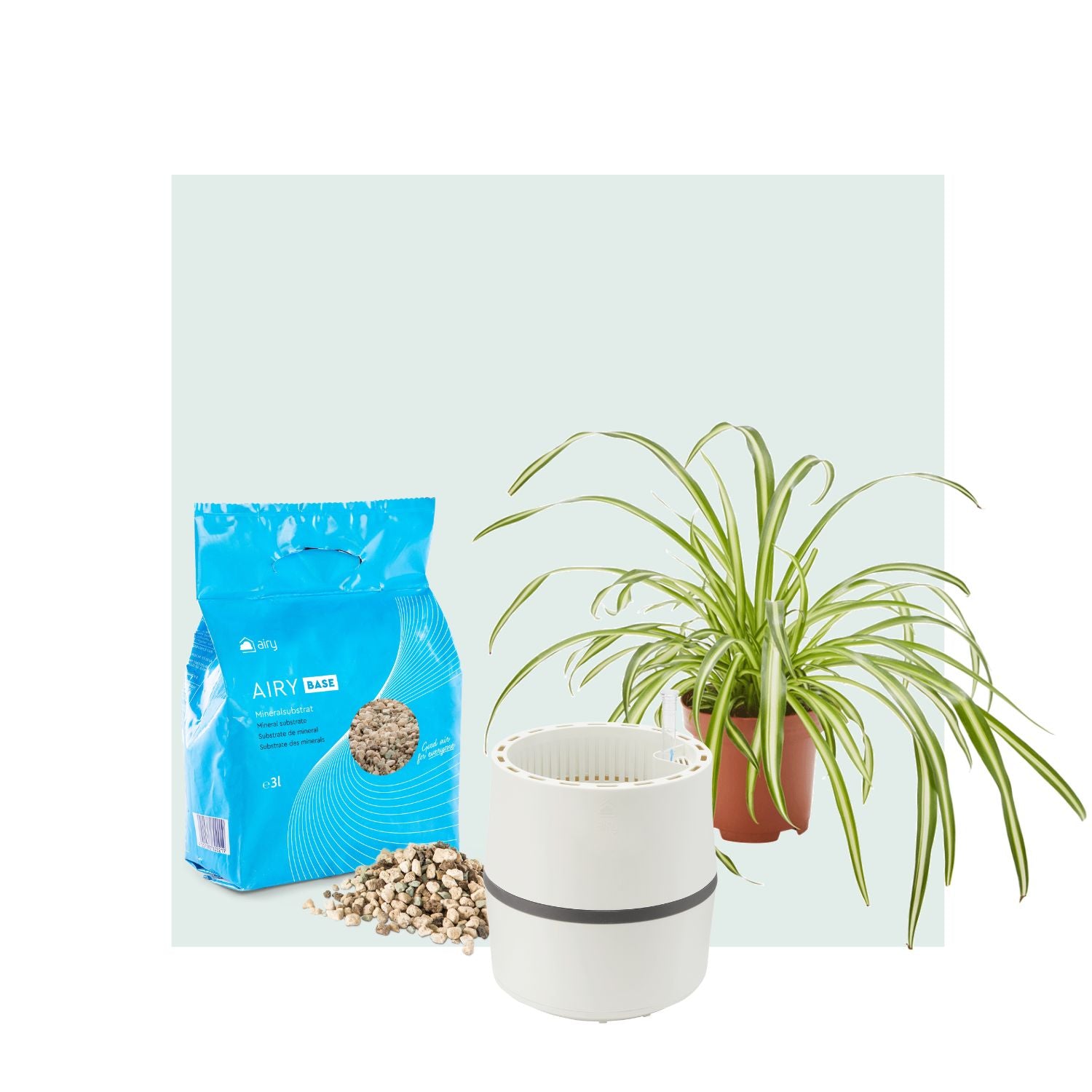 AIRY System S Spider Plant