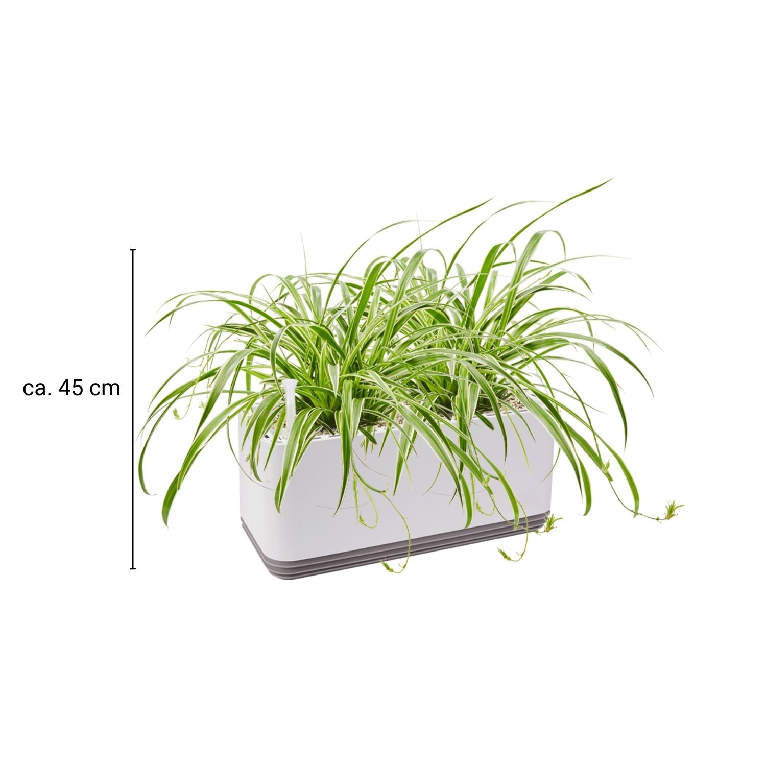 AIRY System L Spider Plant