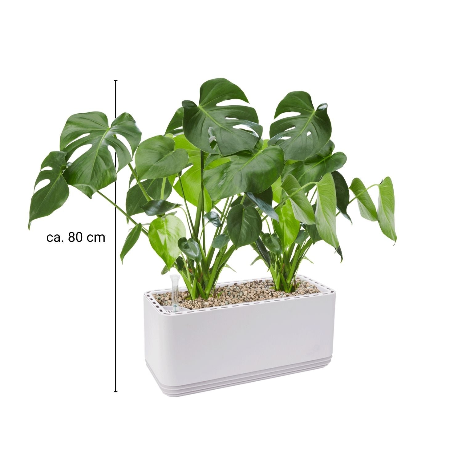 AIRY System L Monstera