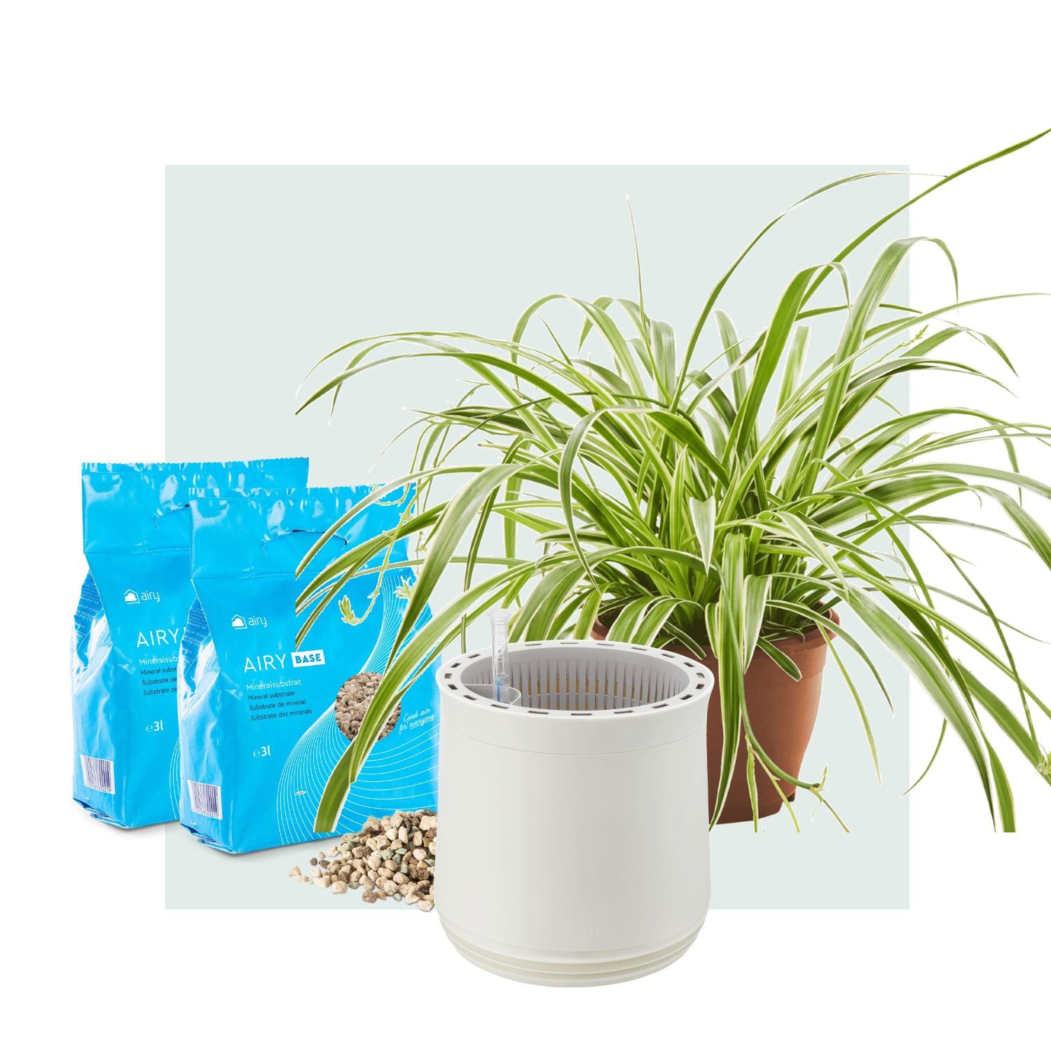 AIRY System M Spider Plant
