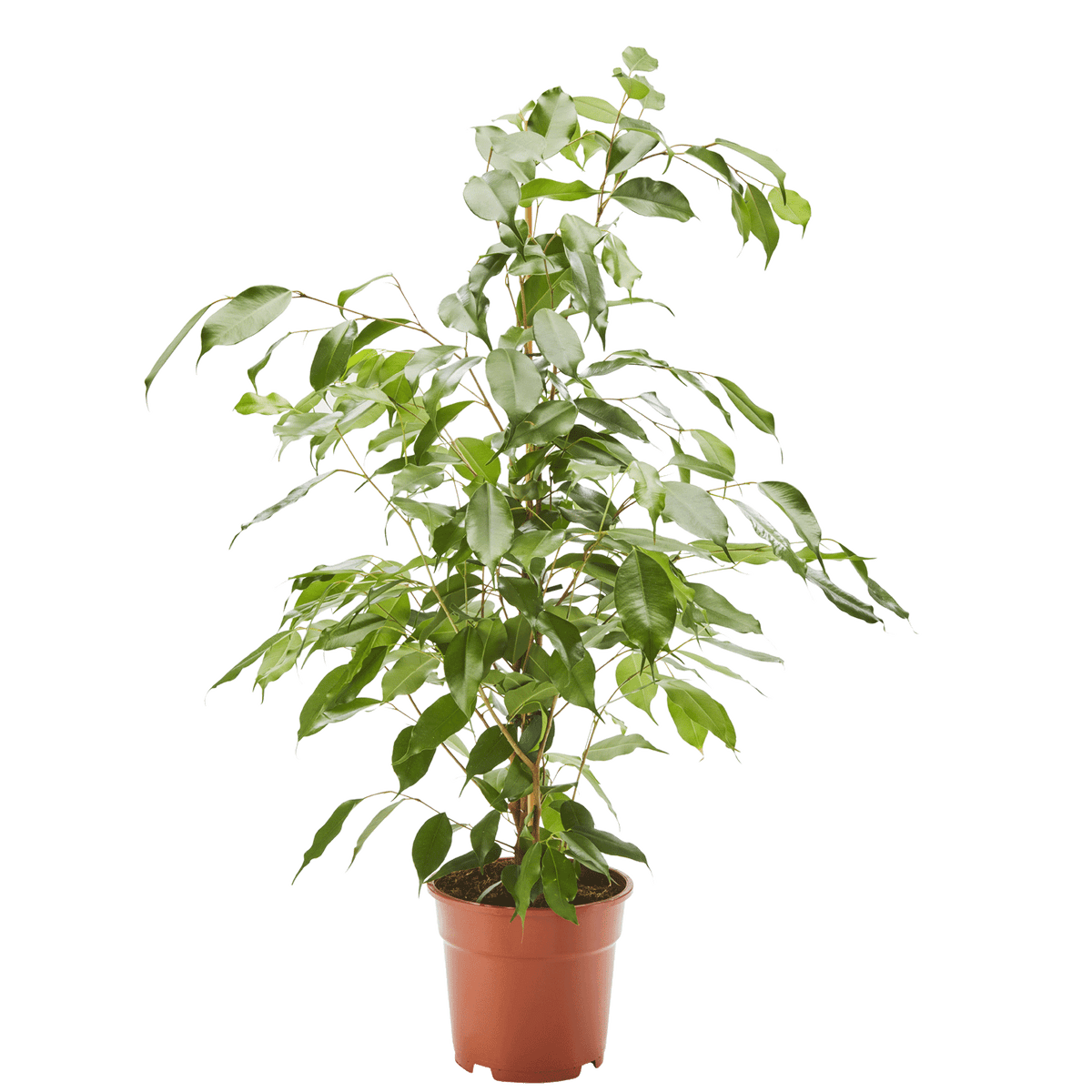 birkenfeige allergie Birkenfeige Ficus Exotica in gärtnerischer Qualität kaufen