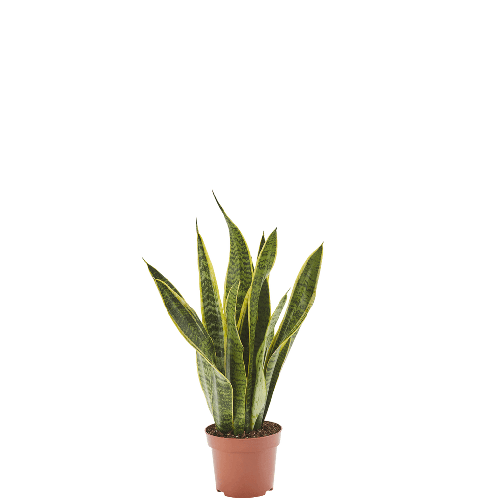 Bogenhanf Sansevieria in gärtnerischer Qualität kaufen