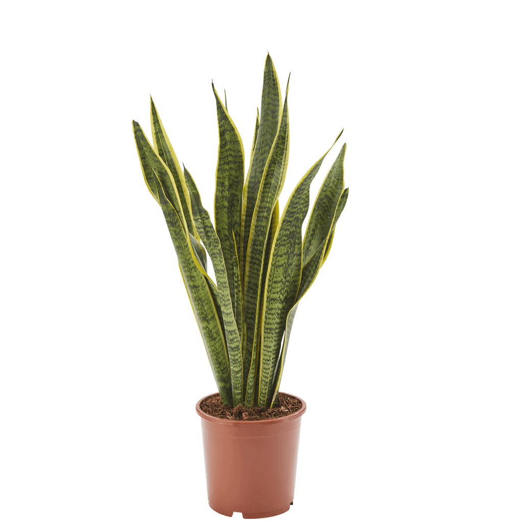 Bogenhanf Sansevieria – Luftreinigende Zimmerpflanze 17 cm