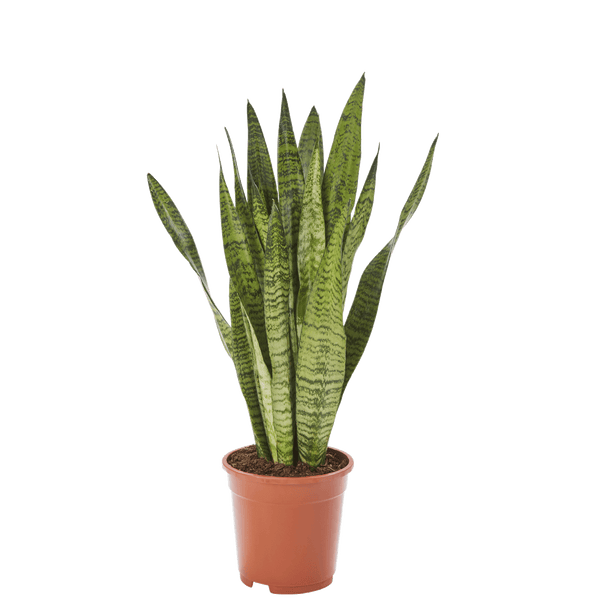 Bogenhanf Sansevieria Zeylanica