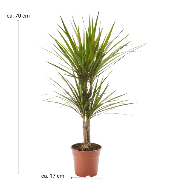 Drachenbaum Dracaena