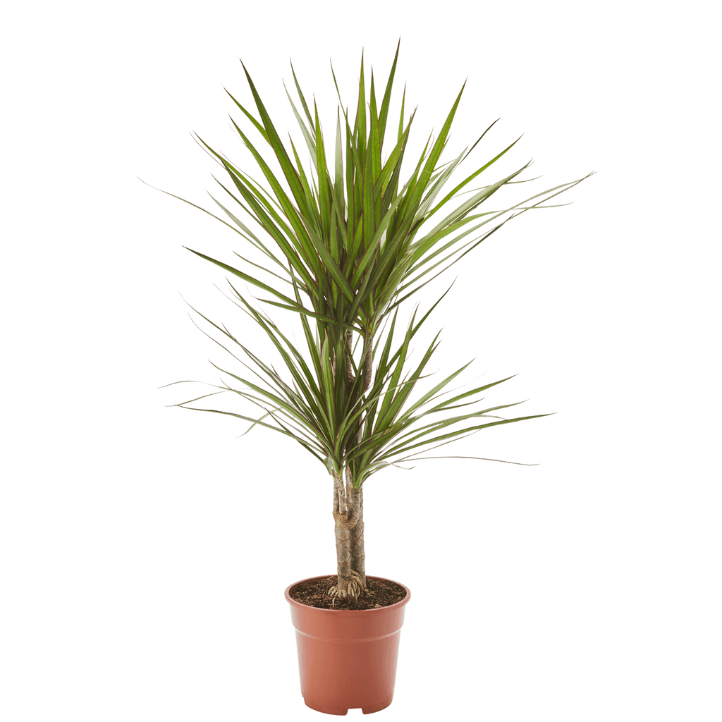Kupić Dracena Dracaena w jakości ogrodniczej