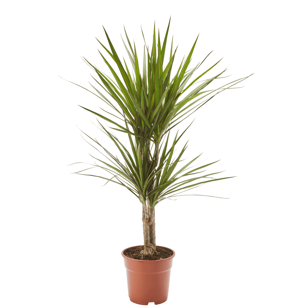 Drachenbaum Dracaena in gärtnerischer Qualität kaufen