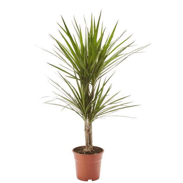 Dracena - Drachenbaum ca. 2,50 Meter high quality hoch