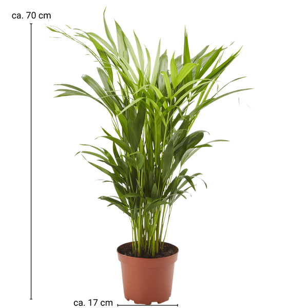 Goldfruchtpalme 17cm (Dypsis lutescens)