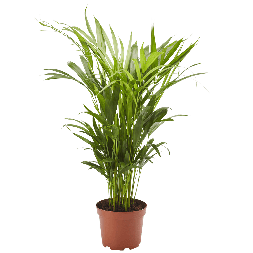 goldfruchtpalme luftreiniger Goldfruchtpalme Dypsis lutescens – Luftreinigende Pflanze