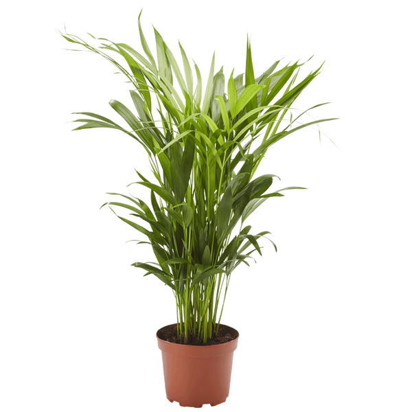 Goldfruchtpalme Dypsis Lutescens Pflanze im Topf