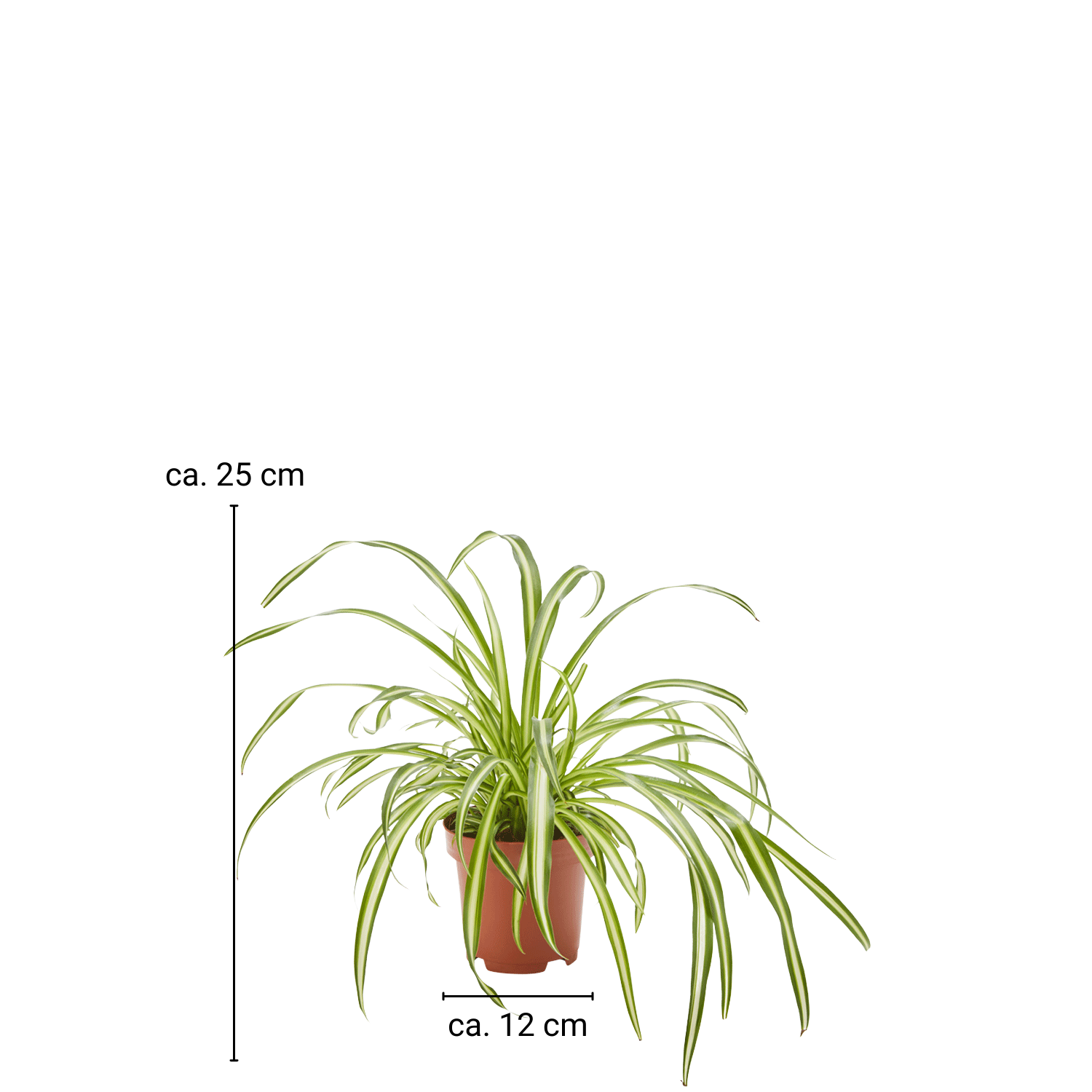 Spider plant Chlorophytum
