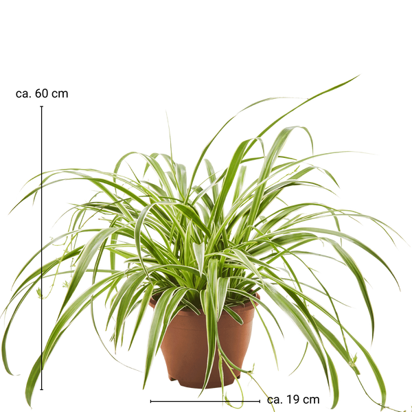 Grünlilie Chlorophytum