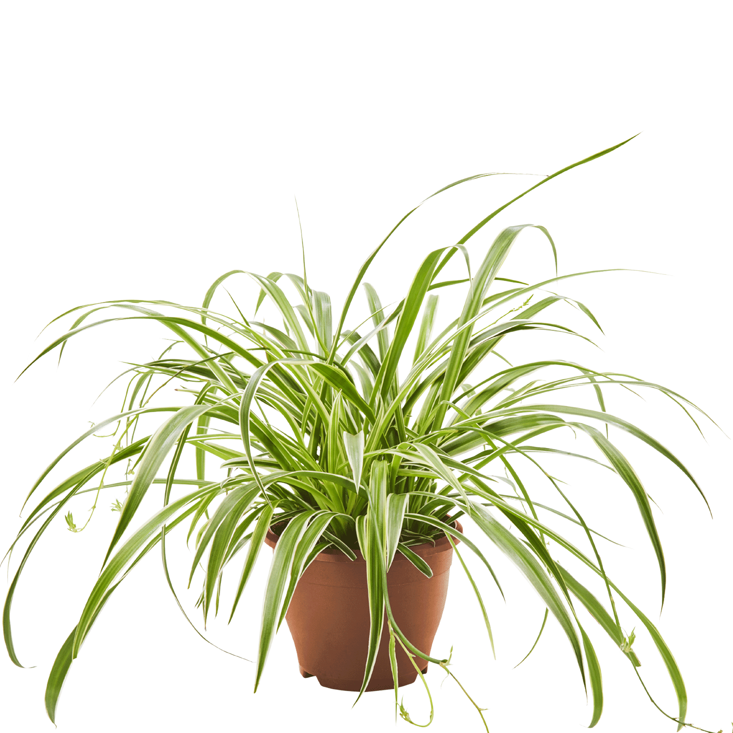 Spider plant Chlorophytum